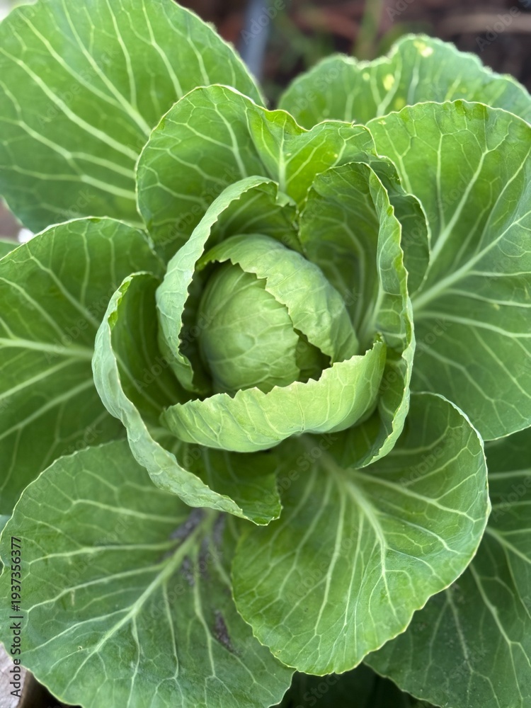 Obraz premium head of cabbage growing in a home garden Florida panhandle 