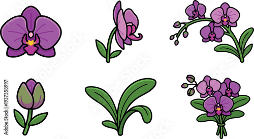 Flat design vector orchid icons showing phalaenopsis blooms stems buds leaves bouquet close up on white background vibrant playful bright