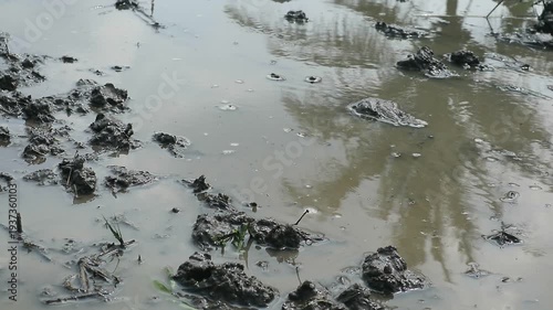 The distinctive sound of rice field tractors and the reflection of coconut trees on the water in the rice fields seem to hold hope for the future of agriculture in Indonesia.