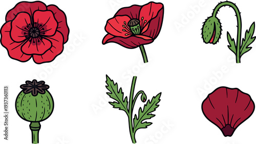 Hand drawn vector poppy flower set close up different parts seed pod petal stem isolated flat design illustration vibrant red