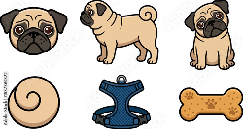 Flat design cartoon pug head full body and sitting pose with curled tail harness and bone treat set playful vector