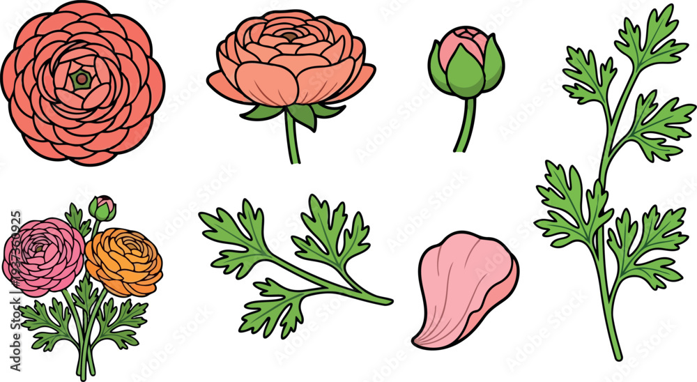 Fototapeta premium Flat design close up ranunculus flower head and bud with single stem leaf sprig isolated white background soft lighting vector illustration