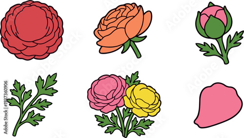 Flat design colorful ranunculus flower elements set with buds petals stems leaves isolated white background icons close up outline vector