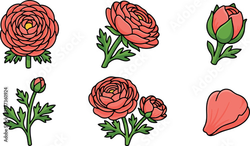 Flat design colorful ranunculus flower set with buds stems single petal close up isolated white vector art bold black outlines