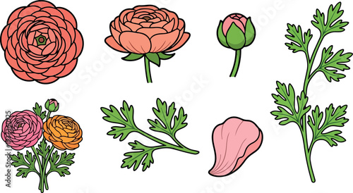 Flat design close up ranunculus flower head and bud with single stem leaf sprig isolated white background soft lighting vector illustration