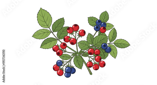 A detailed illustration of a single leafy branch displays clusters of bright red berries and round blue blueberries against a clean white background.