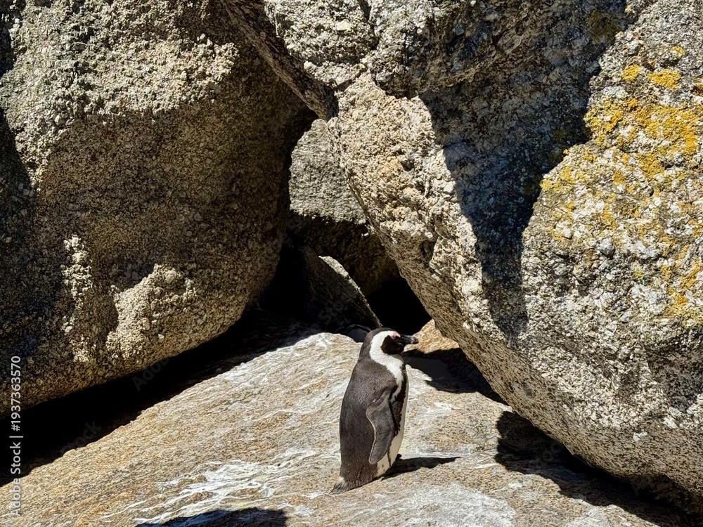 Obraz premium Lone penguin on South African beach on a sunny day
