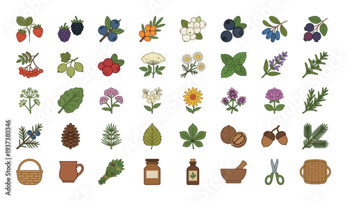 Collection of hand-drawn botanical illustrations featuring berries, herbs, nuts, and natural elements