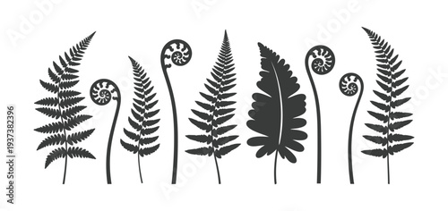 Seven stylized black fern silhouettes with unfurling fronds white nature