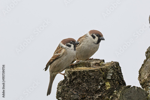 Feldsperlinge (Passer montanus) auf einem Ast