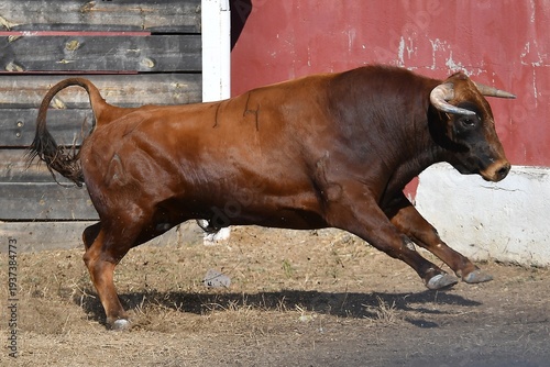 toro marron corriendo mamifero