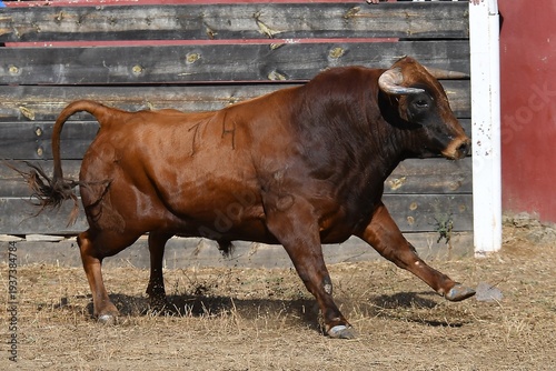 toro marron corriendo mamifero