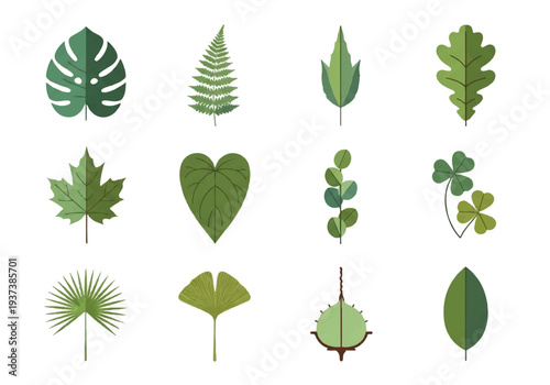 Vector flat design illustration of various green leaves on white background.