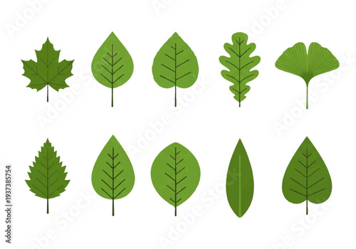 Vector flat design illustration of various green leaves in different shapes and sizes on a white background.