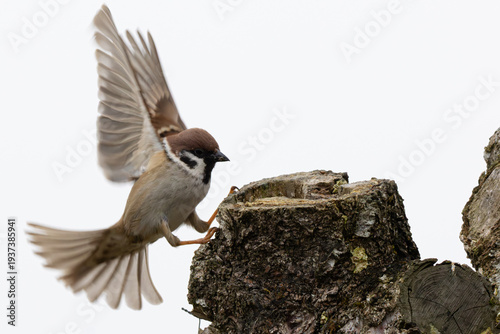 Feldsperlinge (Passer montanus) im Streit um Futter