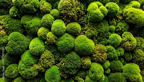 Lush green moss clumps clustered together, forming a vibrant and textured wall of natural plant life