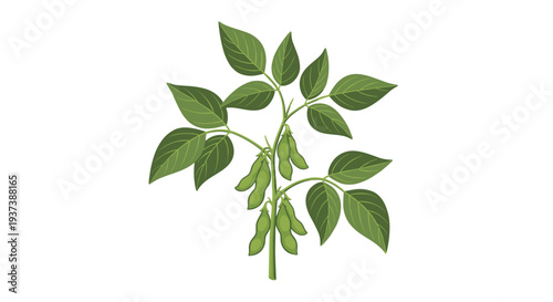 A healthy soybean plant is illustrated with numerous green leaves and multiple clusters of developing green pods on a white background.