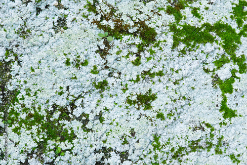 Fotografía close up of green moss and white lichen growing on a stone surface, natural texture of forest flora on a rock, concept of landscaping, environmental science, biology