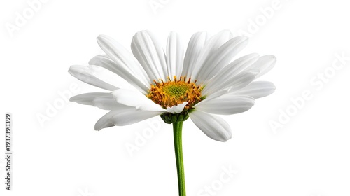 Close up of a single white daisy flower with a yellow center on a white background.