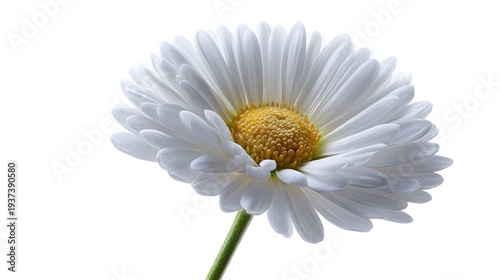 Close-up of a beautiful white daisy flower with a vibrant yellow center against a bright white background.