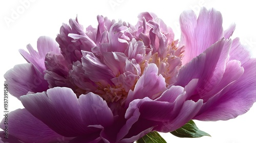 Close-up of a vibrant purple peony flower with delicate petals against a bright background.