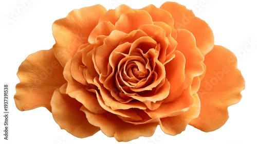 Close-up of a vibrant orange rose blossom with delicate petals.