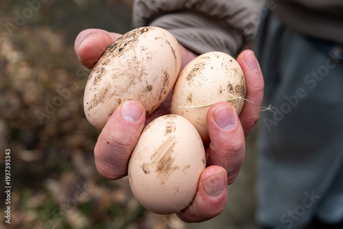 Close-up of farmer's hands holding three unwashed organic eggs. 