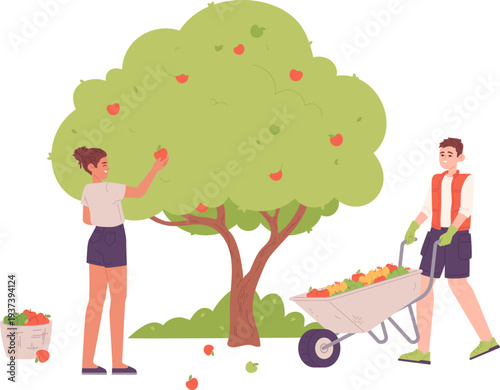 Orchard harvest scene. People gather fruits from trees