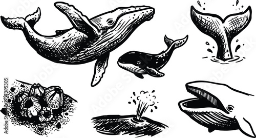 Line art engraved whale mother and calf diving tail spout barnacles ocean close up ink detailed sketch black white study