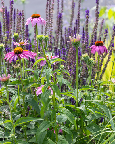 Pink coneflowers blooming among violet salvia spikes in a lush perennial border, vibrant pollinator friendly planting with layered summer color in a naturalistic landscape setting in the front bed.

