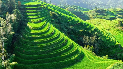 Lush green terraced rice fields in Guilin, China. Scenic agricultural landscape showing traditional irrigation and farming beauty.