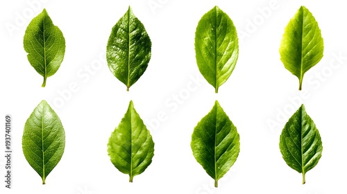 Eight vibrant green leaves arranged in two rows on a clean white background, showcasing natural beauty and freshness.