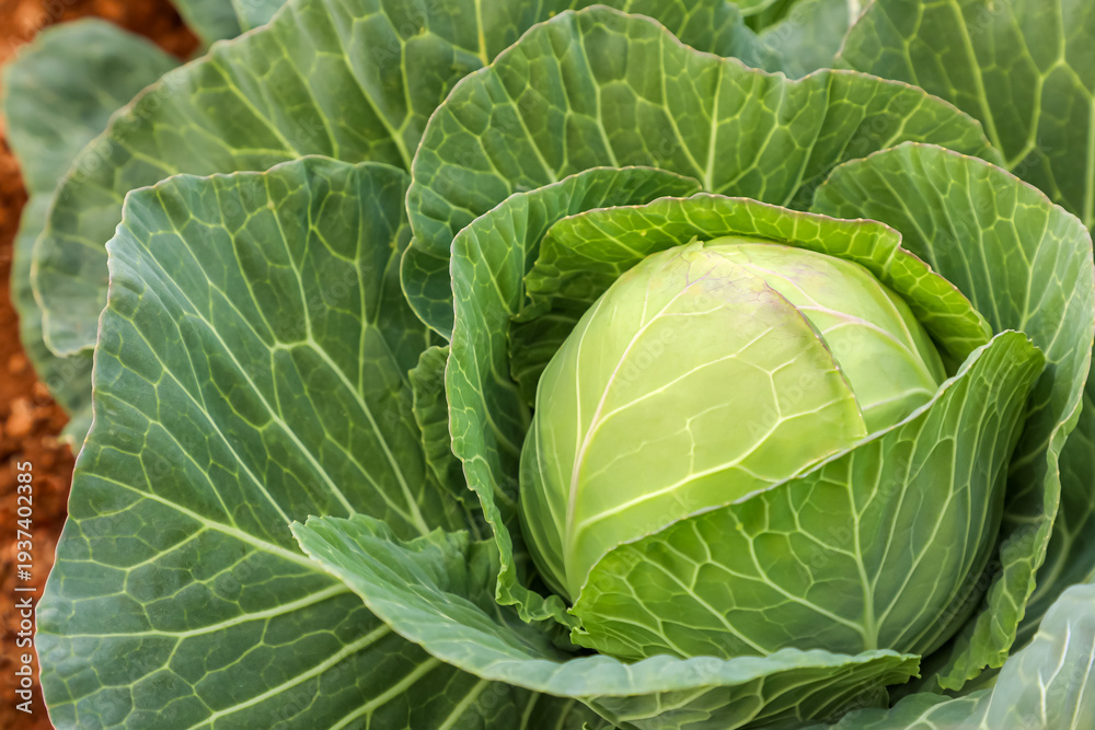 Fototapeta premium Fresh green cabbage growing in a garden bed, close-up of a mature head surrounded by large textured leaves. Organic farming concept, natural agriculture, harvest season.