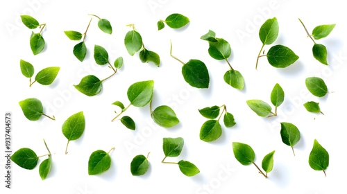 Fresh Green Leaves Scattered on White Background for Natural Design Elements.