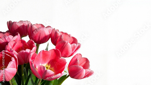 Pink Tulips Bouquet Fresh Floral Photography Coral Red Flowers Spring Holiday White Background with Copy Space