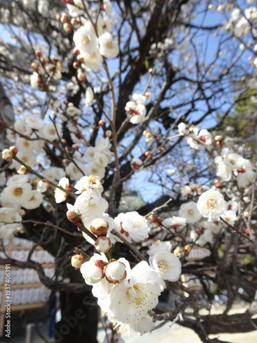 白い梅が満開に咲く風景