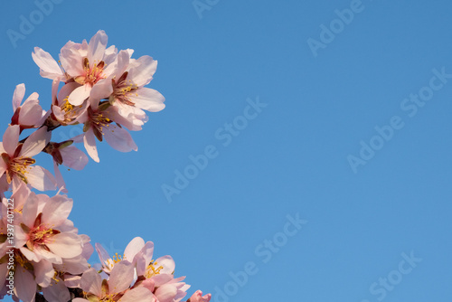 Delicate pink spring blossoms under bright clear blue wide sky. Copy space, close-up