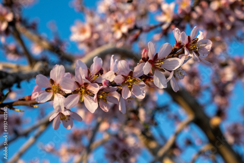 Close-up of blooming almond flowers in natural photography style on clear blue background, spring renewal