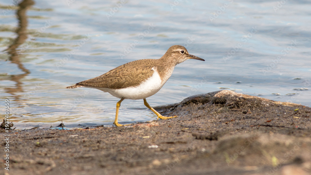 Obraz premium black headed gull