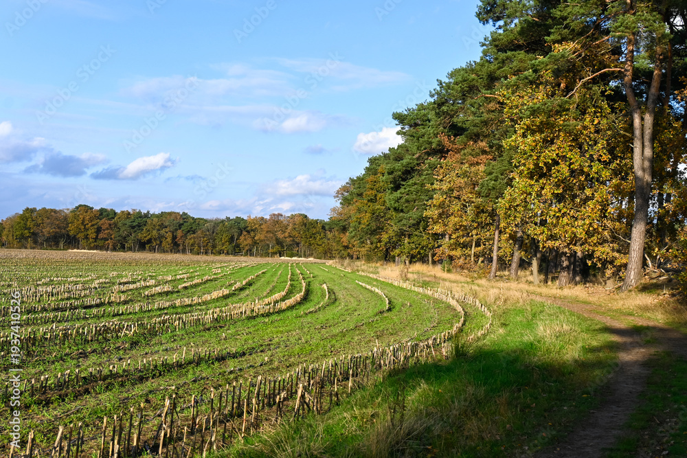 Fototapeta premium Nature landscape with lakes and pine trees woods near Veldhoven and Waalre, Kermpen forests, walking in autumn, North Brabant, The Netherlands