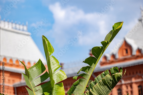 Green banana leaves framing State Historical Museum on clear sky day in Moscow