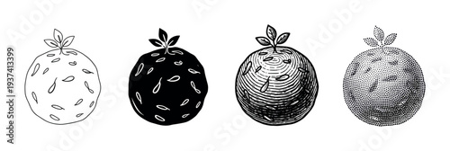 Set of four hand-drawn illustrations of a stylized seed with a growing sprout, showcasing different graphic styles like line art, silhouette, engraving, and stippling