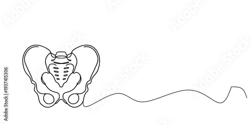 Human Pelvic Bone Line Drawing, Minimalist line drawing of the human pelvis in frontal view, showing iliac crests, sacrum, and pubic bones, with a continuous wavy line extending across the image.