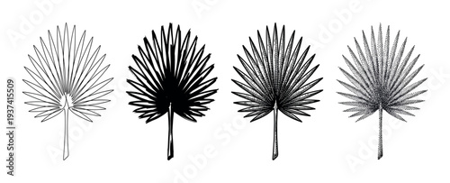 Four black fan palm leaf illustrations showing different artistic styles including line art, silhouette, engraving, and stippling for a graphic design element set