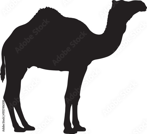 camel vector illustration