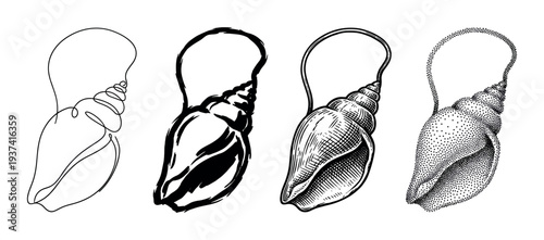 Four distinct black and white seashell illustrations showcase diverse artistic rendering techniques including continuous line, bold brushstroke, detailed engraving, and intricate stippling art