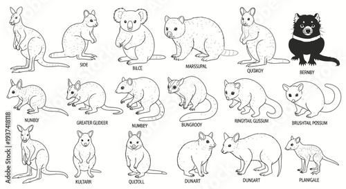 A comprehensive collection of various Australian marsupials and native animals depicted in black and white line art illustrations.