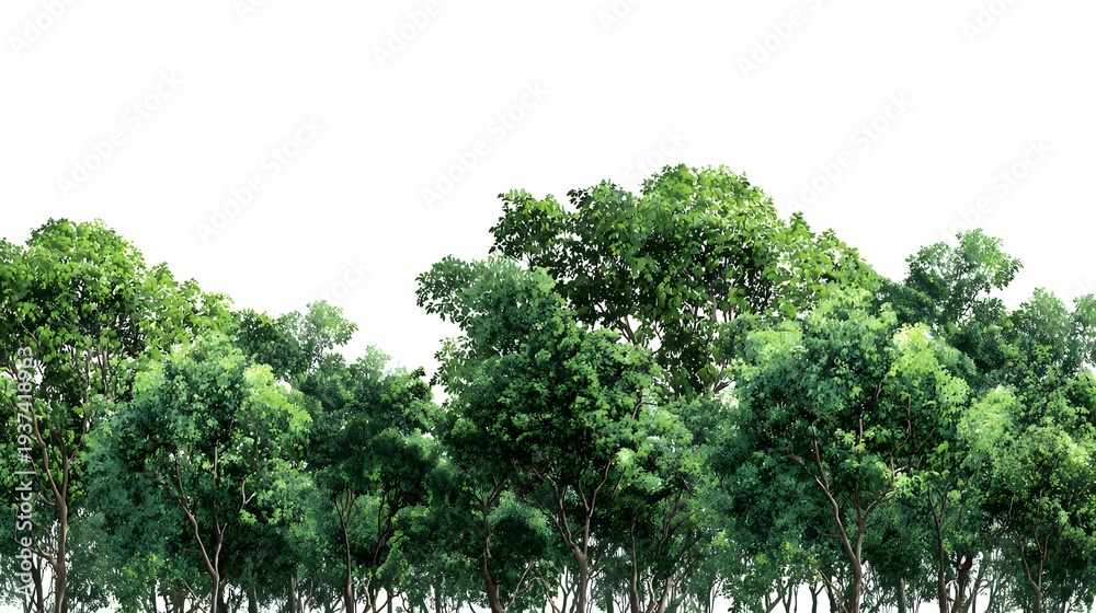 Fototapeta premium Lush Green Trees Against a Clear White Sky, Perfect for Backgrounds and Nature Concepts.