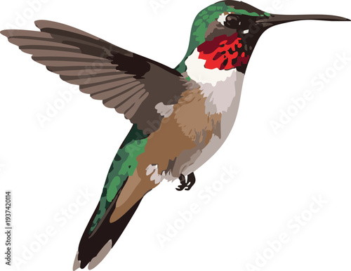 Hummingbird flying - full body side profile view vector on white, 2D realistic vector illustration