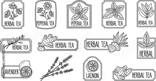 Herbal tea botanical labels with hand-drawn plant vector illustrations